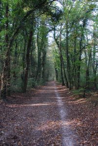 Waldweg in der Wöschnau