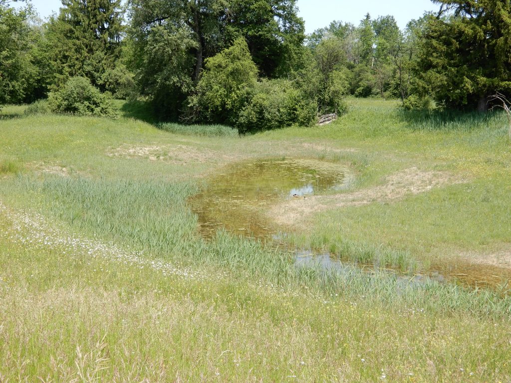 Tümpel mit Enten