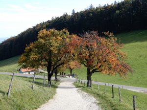 Unterhalb Allerheiligenberg