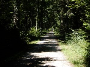Güttinger Wald