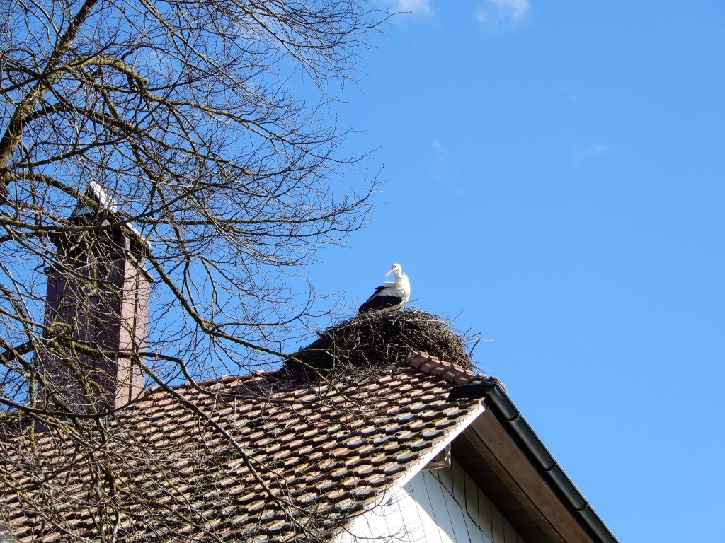 Storchensiedlung Altreu