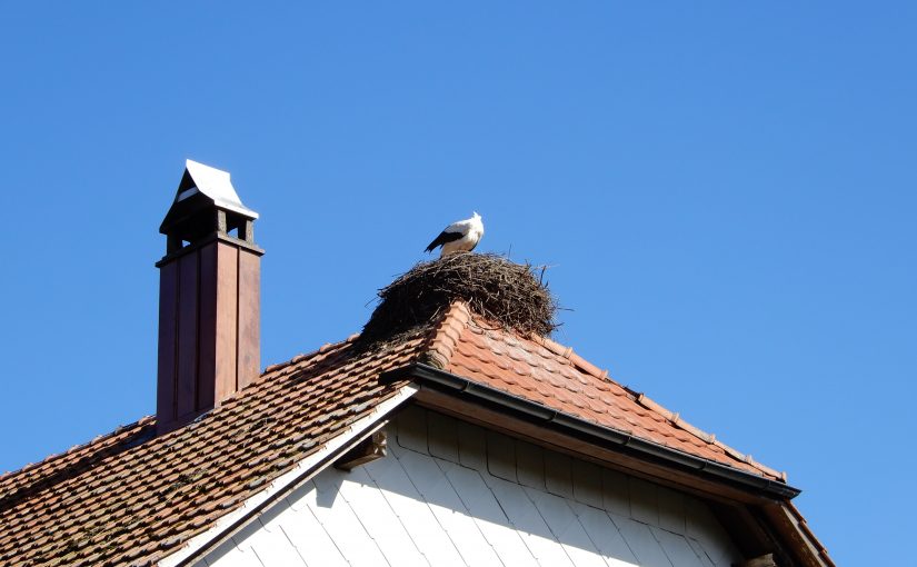 Zu Besuch bei den Störchen in Altreu