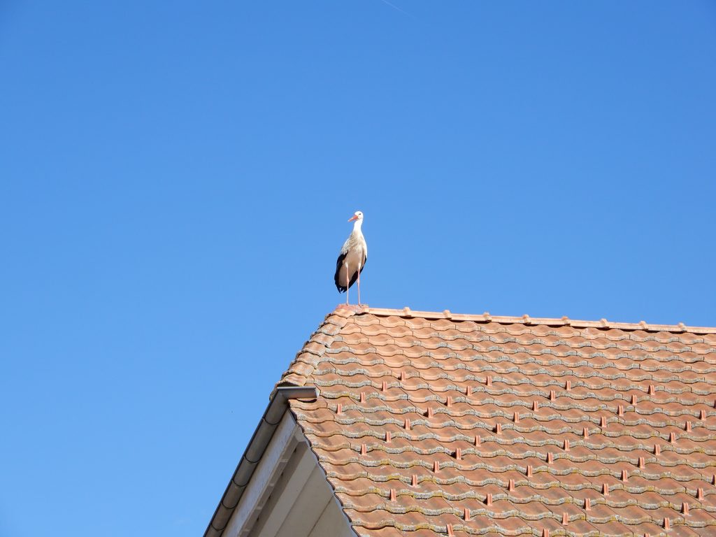 Storchensiedlung Altreu