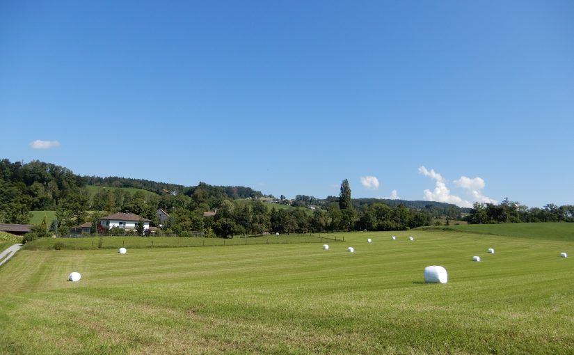 Sennhof oberhalb Erlenbach