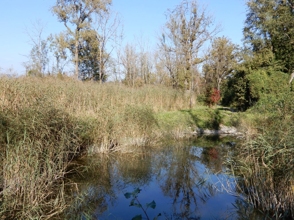 Herbststimmung an der alten Aare