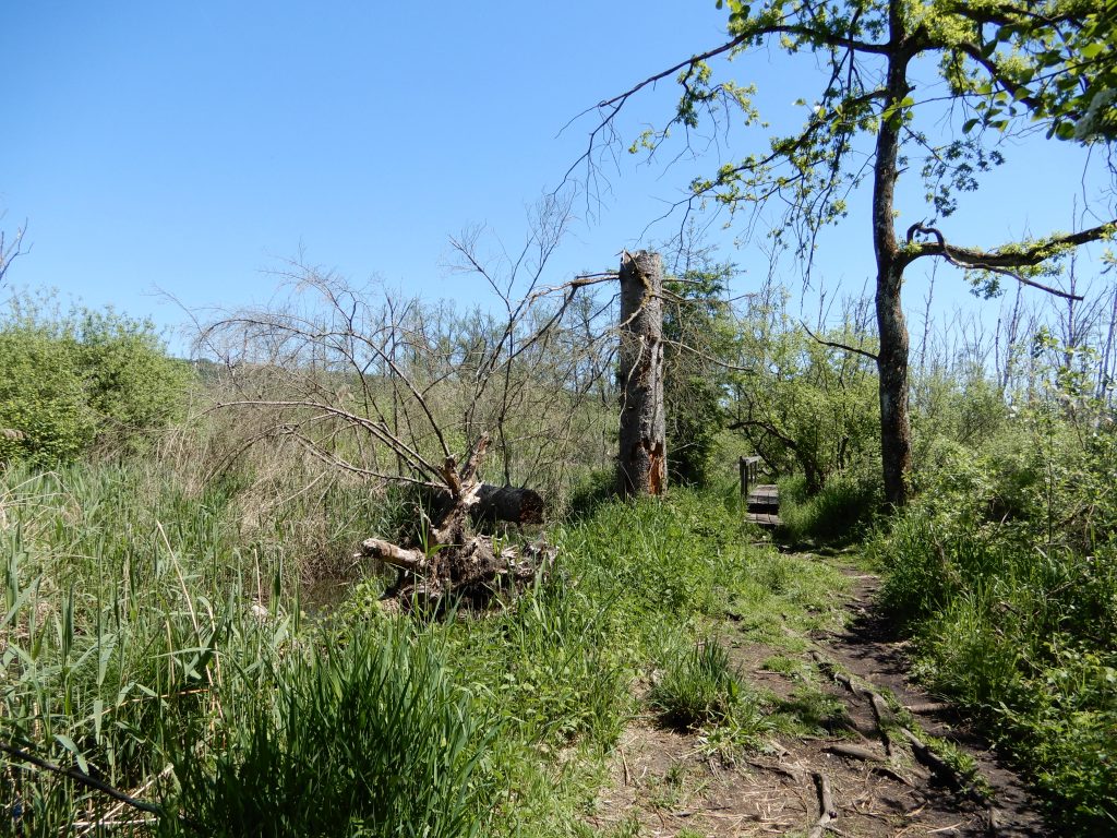 Am Haseseekanal